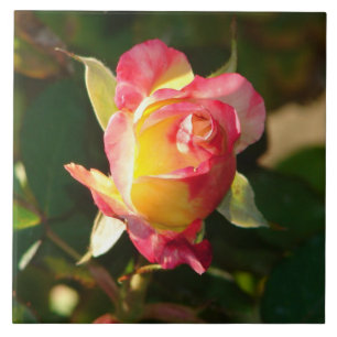 Carreau Peace Rose Bud rose Jaune Pétales Nature Photo