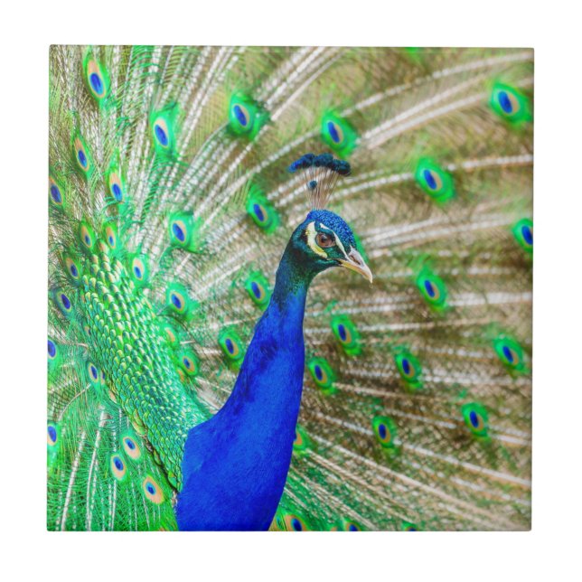 Carreau Peacock Plumage (Devant)