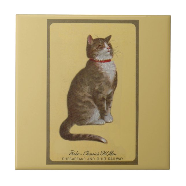 Carreau Peake, le chat tabby de Chessie (Devant)