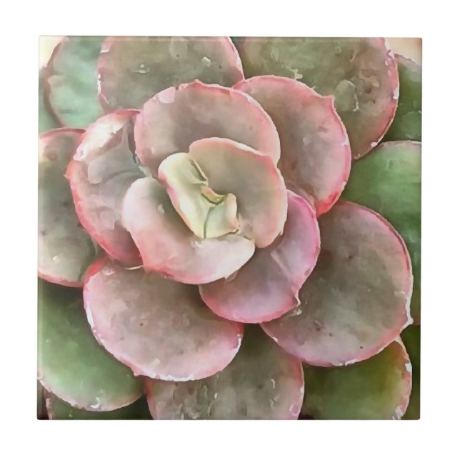 Carreau Peinture acrylique Succulente Echeveria Cactus (Devant)