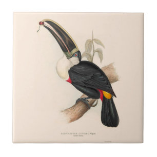 Carreau Peinture animalière d'antiquités Toucans