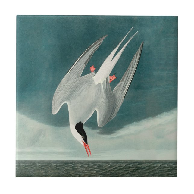 Carreau Peinture de faune d'oiseau de Stern Nordique Audub (Devant)