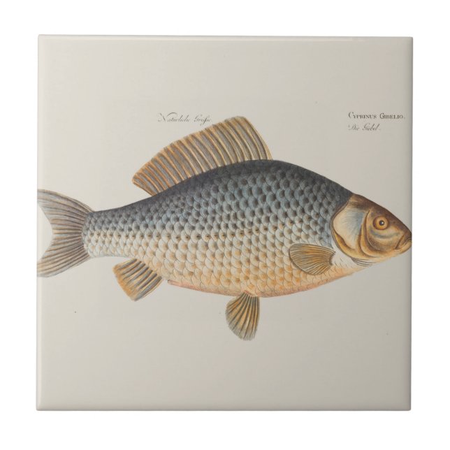 Carreau peinture de pêche de carpe dessin d'eau douce  (Devant)