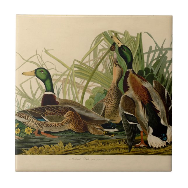 Carreau Peinture d'oiseaux de Mallard Duck Audubon (Devant)