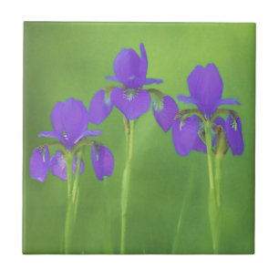 Carreau Peinture Iris Violet - Art Fleur Originale