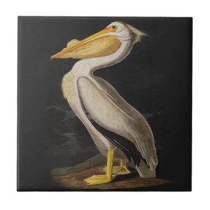 Carreau Pélican blanc antique de John James Audubon côtier