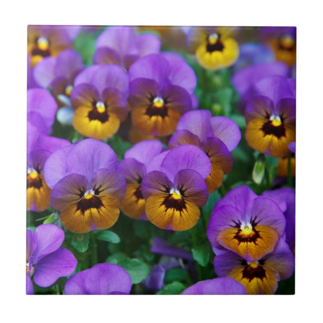 Carreau Pensées violettes et dorées (Devant)
