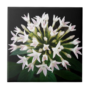Carreau Pentas blanc
