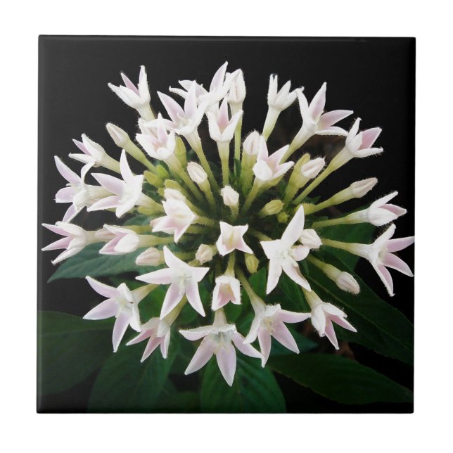 Carreau Pentas blanc (Devant)