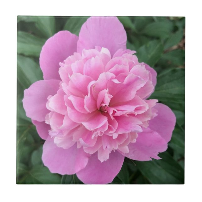 Carreau Peony rose (Devant)