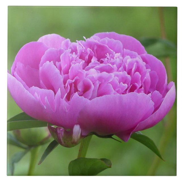 Carreau Peony rose (Devant)