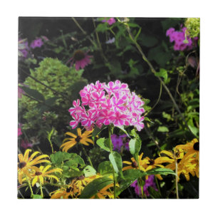 Carreau Peppermint Twist Phlox dans le jardin des fleurs