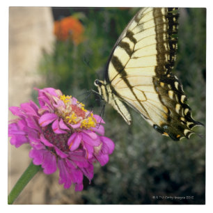 Carreau Perches jaunes de papillon de machaon sur un
