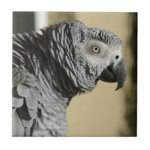 Carreau Perroquet de gris africain du Congo avec les