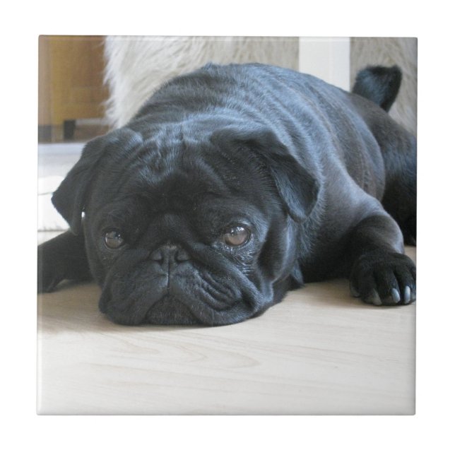 Carreau Personnaliser les accessoires mignons pour chiot C (Devant)