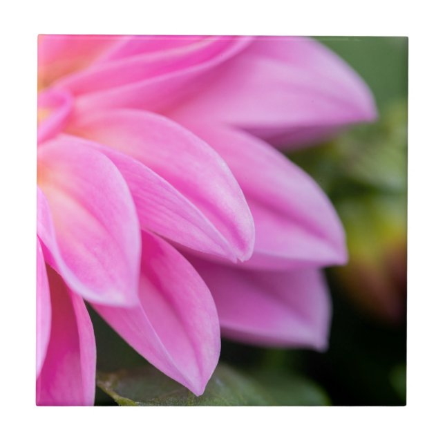 Carreau Pétales Dahlia Rose (Devant)