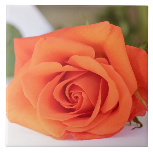 Carreau Pétales Roses orange Fleur Floral (Devant)