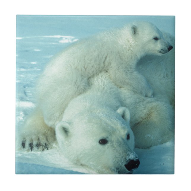 Carreau Petit animal d'ours blanc et maman - 2 (Devant)