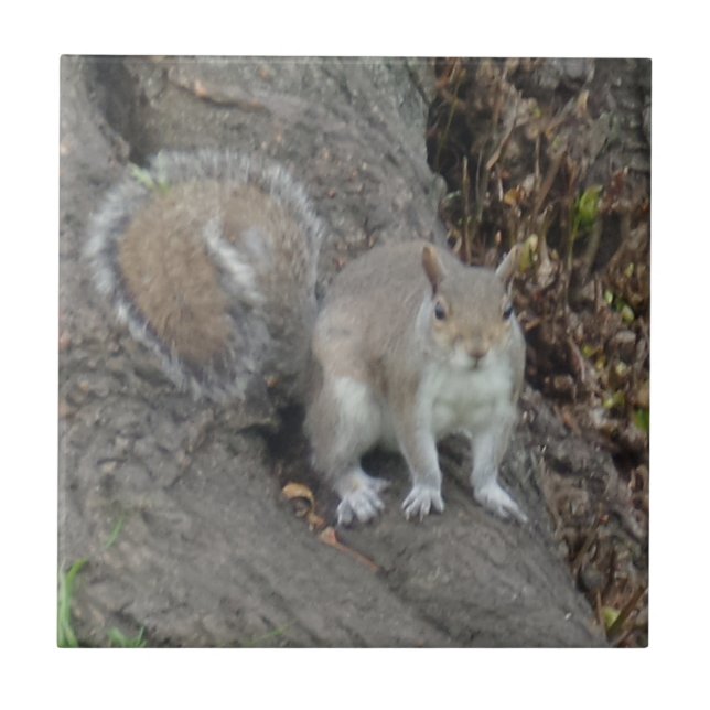 Carreau Petit écureuil (4,25 po x 4,25 po) Carrelage photo (Devant)