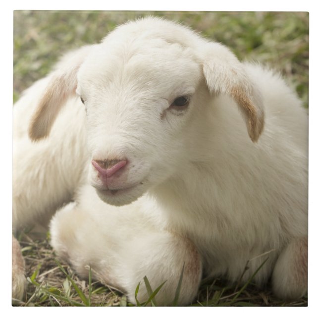 Carreau Petit enfant mignon (Devant)