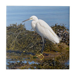 Carreau Petit filet d'algues