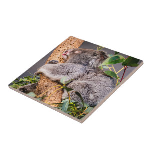 Carreau Petit koala doux