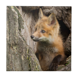 Carreau Petit renard rouge dans le creux d'un arbre