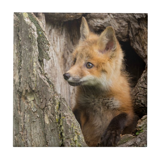 Carreau Petit renard rouge dans le creux d'un arbre (Devant)