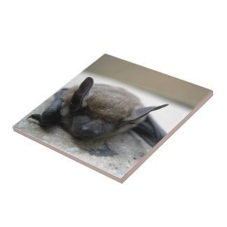 Carreau Petite chauve-souris brune (Myotis lucifugus)