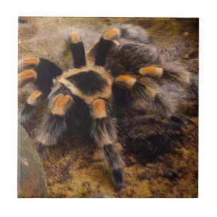 Carreau Petite Tarantula (4,25 po x 4,25 po) Carrelage pho