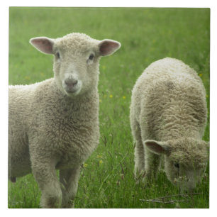 Carreau Petite tuile d'agneaux