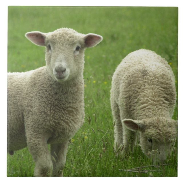 Carreau Petite tuile d'agneaux (Devant)