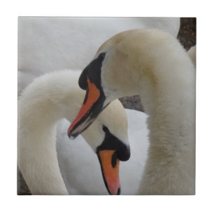 Carreau Petits cygnes (4,25 po x 4,25 po) Carrelage photo