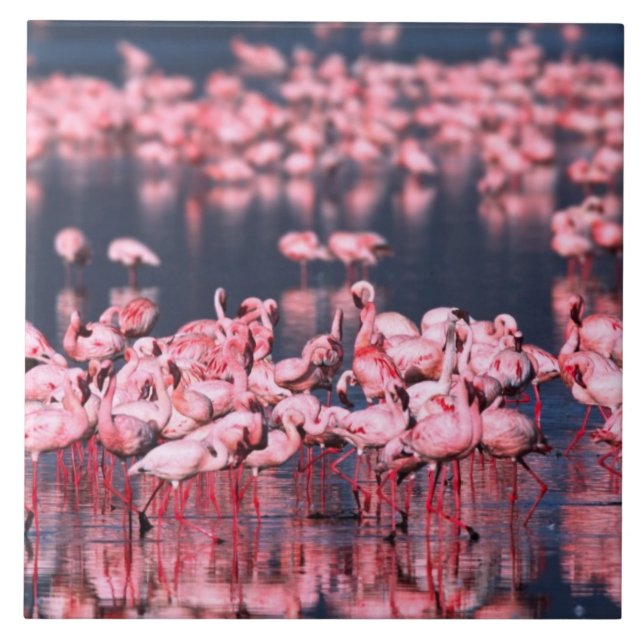 Carreau Petits Flamants (Phoeniconaias minor), Afrique, (Devant)