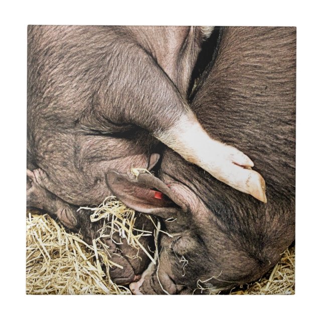 CARREAU PETITS PIÈCES FRAÎCHES (Devant)