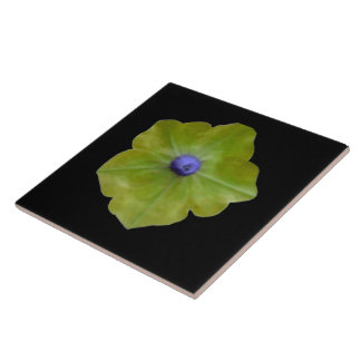 Carreau Pétunia Carrelage vert et bleu