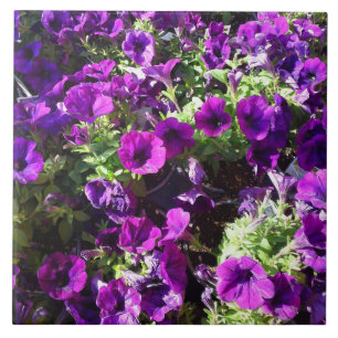 Carreau Pétunia pourpre