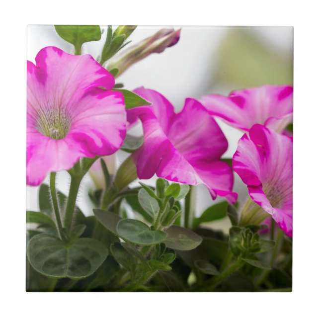 Carreau Pétunia rose (Devant)