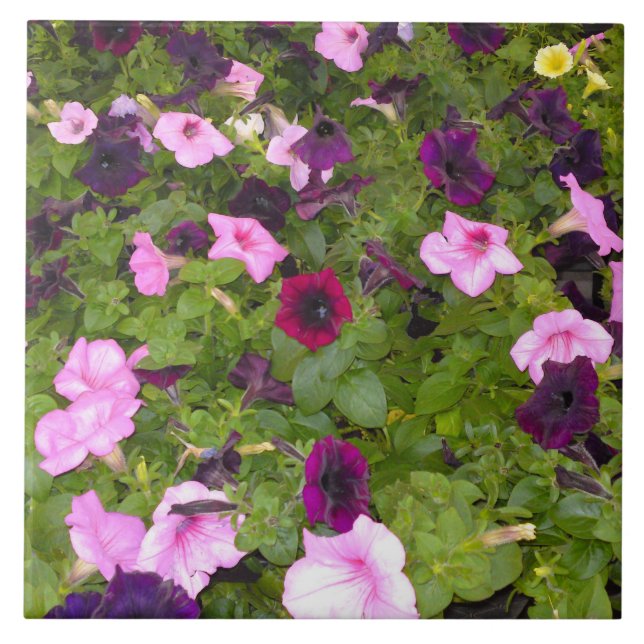 Carreau Pétunia rose et violet (Devant)
