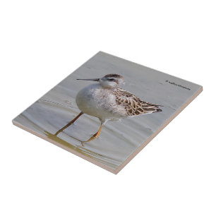 Carreau Phalarope de Wilson juvénile