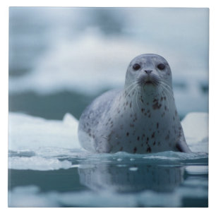Carreau phoque commun du pacifique, Phoca vitulina richard