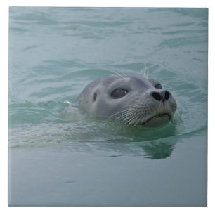 Carreau Phoque marin nageant dans le lac glaciaire Jokulsa