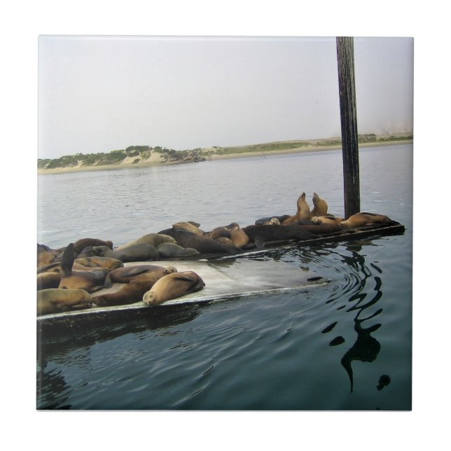 Carreau Phoques communs, Morro Bay, Californie (Devant)