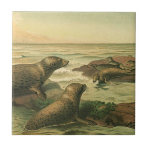 Carreau Phoques léopards, Animaux aquatiques vintage Vie m