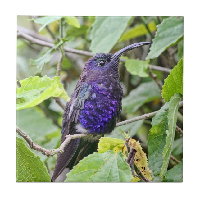 Carreau Photo bleue de colibri (Devant)