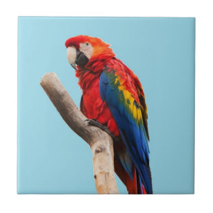 Carreau Photo colorée de portrait de perroquet