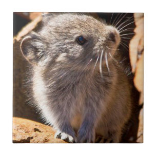 Carreau Photo Cute Pika pour votre cuisine