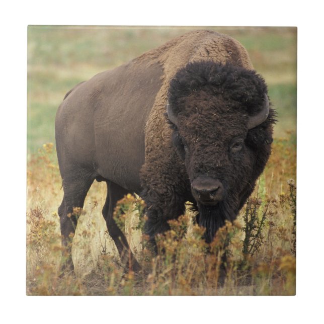Carreau Photo de bison (Devant)