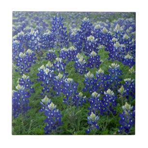 Carreau Photo de champ de Bluebonnets de Texas