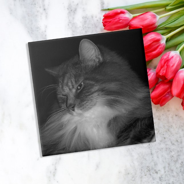 Carreau Photo de chat BW de Simba (Créateur téléchargé)